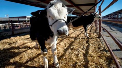 First Genetically Edited Cows Arrive At Uc Davis Sacramento Bee