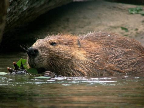Living In Harmony With Beavers Nature S Ecosystem Engineers The Leelanau Conservancy