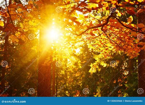 View Of Warm Sunlight In Autumn Mixed Forest Stock Photo Image Of