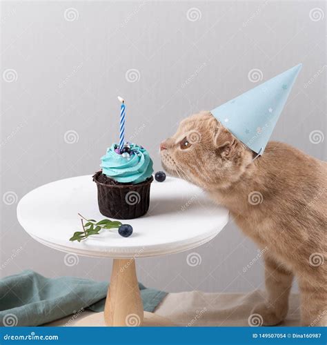 Making A Wish Cute Cat In Birthday Hat With Delicious Cupcake With