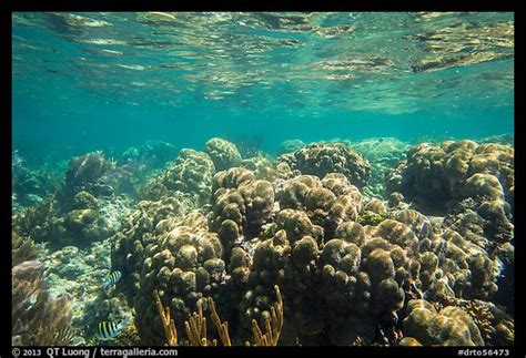 Picturephoto Coral Reef Little Africa Loggerhead Key