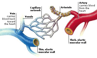 Blood vessels form the living system of tubes that carry blood both to and from the heart. CIRCULATORY SYSTEM