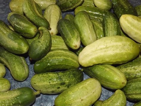 Cucumber is most often eaten raw, and zucchini is raw cucumbers are juicy and crunchy, but cooked cucumbers droop and wither. The Simple Life: Squash, Zucchini, Cucumber, Potato: Field ...