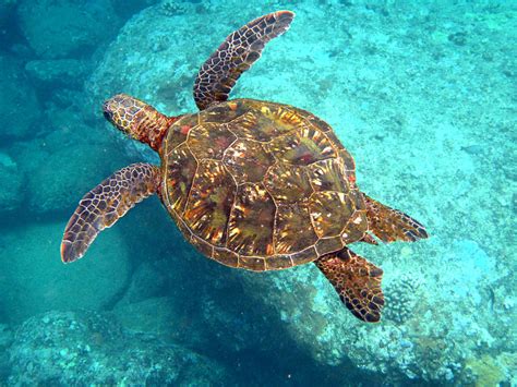 Hawaiian Green Sea Turtle Photograph By Mike Krzywonski