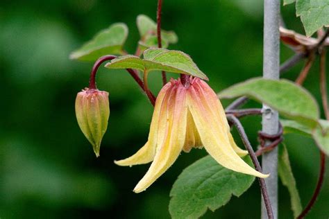 How to grow and care for astilbe plants. Clematis 'Lemon Bells' | Clematis, Plants, Bells