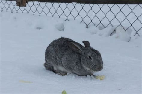 How Do Rabbits Stay Warm In Winter — Rabbit Care Tips
