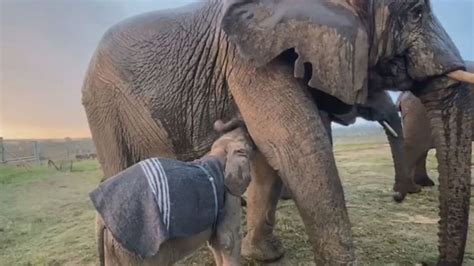 Video Dumbo Lievably Cute Albino Elephant Calf Frolics After Rescue
