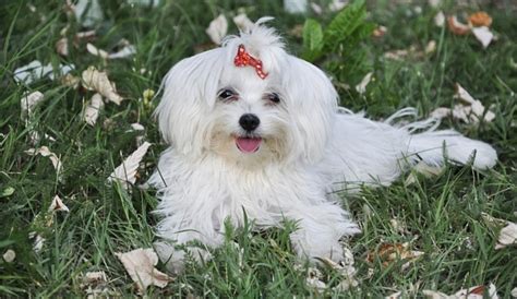 How much does it cost to get your dog groomed. Havanese Dogs Price: How Much Are These Adorable Pups? (2017)
