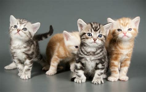American Shorthair Cat Personality Appearance History And Health