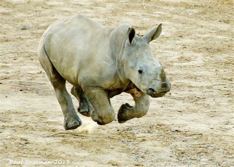 Rhino Run Baby Rhino Running Away From One Of The Zebra In Flickr