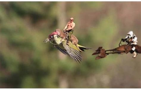 weaselpecker memes take flight after pictures of weasel riding a woodpecker posted online