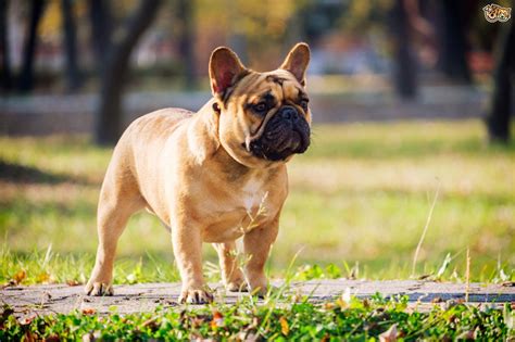 The french bulldog has a flat face, which makes him prone to breathing problems. French Bulldog Dog Breed | Facts, Highlights & Buying ...
