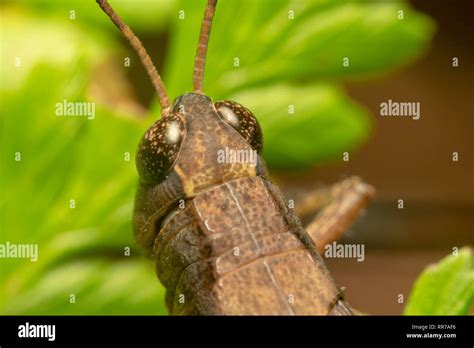 Dark Brown Grasshopper Locusts With Sharp Eyes And Antennas In Focus Shot From Top Down Stock