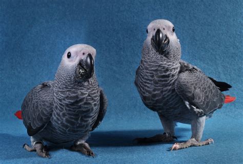Beautiful African Greys African Grey Parrot African Grey Senegal Parrot