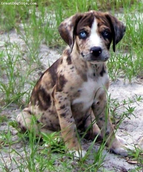 This Is A Louisiana Catahoula Leopard Dog I Love The Multi Colors And