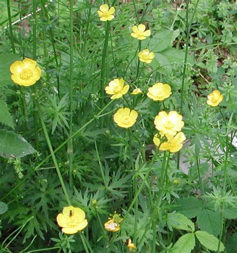 Buttercup Ranunculus Acris 04 Wild Flowers Of Sleepy Hollow Lake