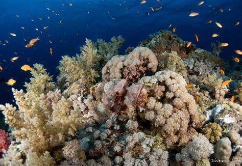 Elphinstone Reef The Most Tremendous Diving In Egypt