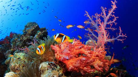 Underwater Tropical Colorful 1920x1080 Download Hd Wallpaper