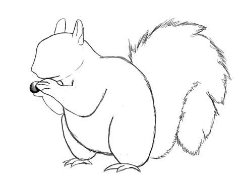 The best way to approach the drawing is identify. How To Draw A Squirrel - Draw Central