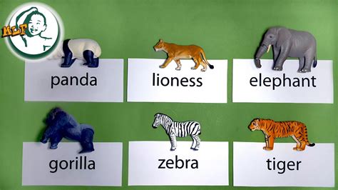 Learn Zoo Animal Names By A Simple Word Card Matching Game Zoo