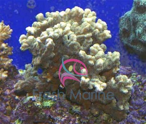 Fresh green coral lettuce category: FreshMarine.com - Merulina Coral - Merulina species ...