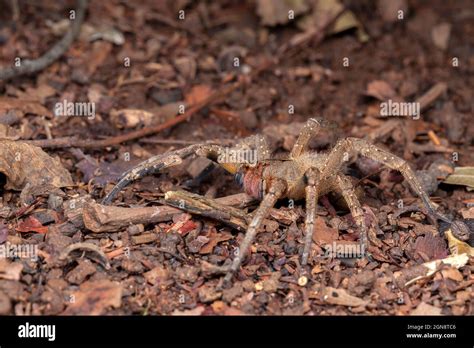 Brazilian Wandering Spider Phoneutria Nigriventer Stock Photo Alamy