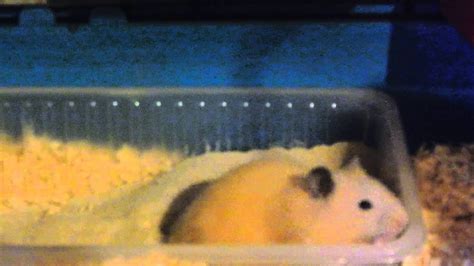 Hamsters Funny Videos Enjoying Sand Bath Youtube