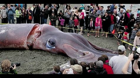 Interesting Facts about Giant squid - YouTube
