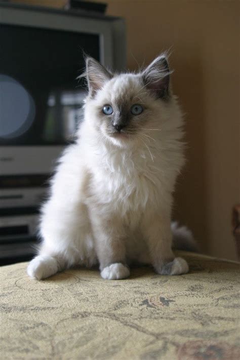Stunning Male Blue Mitted Ragdoll Kitten Spalding