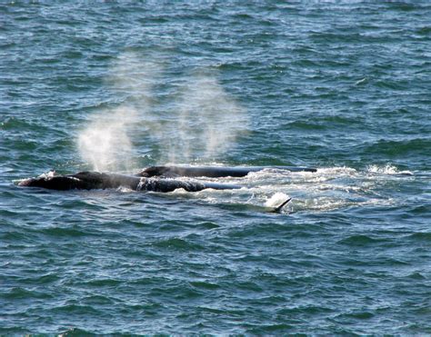 Southern Right Whales Walker Bay South Africa Flickr