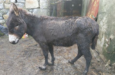Absolutely Horrendous 16 Abandoned Malnourished Donkeys Rescued In Mayo