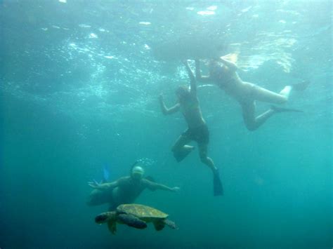 Guided Snorkeling On North Shore Of Oahu Private Tours Hawaii