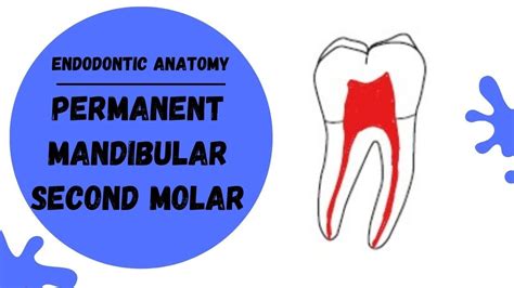 Endodontic Anatomy Of The Permanent Mandibular Second Molar Root