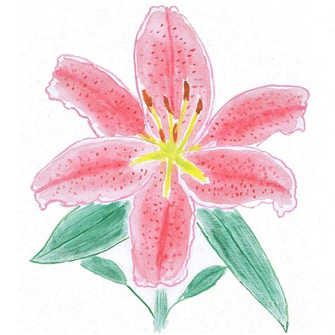 Stargazer Lily Watercolor At Getdrawings Free Download