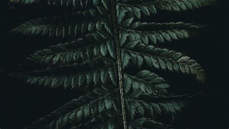 Fern Leaves Carved Green Dark 4k Hd Wallpaper