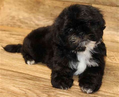 Shih Tzu Puppies For Sale Pets Plus Stafford