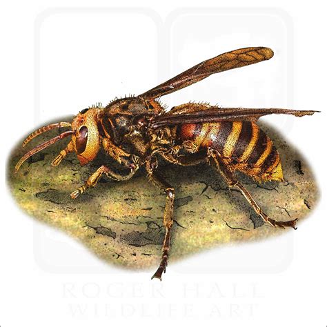 Asian Giant Hornet Signed Fine Art Print Inkart