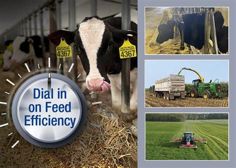 Dial In On Feed Efficiency Dairy Herd