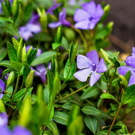 Buy 100 Pcs Vinca Minor Evergreen Ground Cover S Online At