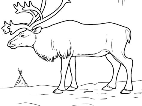 Tundra Coloring Pages At Free Printable