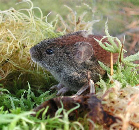 Southern Red Backed Vole Mammals Of Wisconsin · Inaturalist