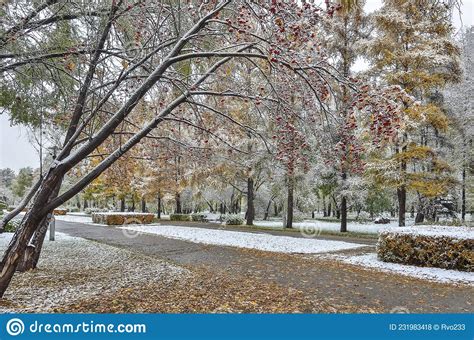 First Snowfall In Colorful Fall City Park Late Autumn Landscape Stock