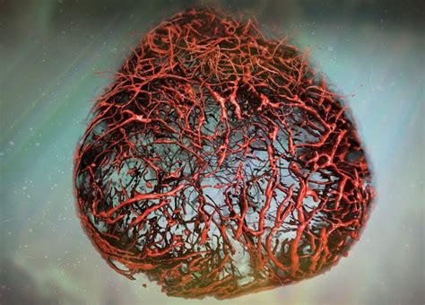 Researchers Grow Artificial 3d Human Blood Vessels In A Petri Dish
