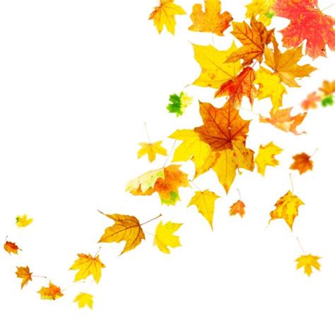 Falling Autumn Leaves Stock Photo By ©dibrova 6634722