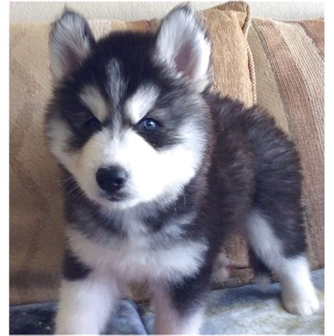 Start searching for your new best friend here and adopt your pet from dogspot. wooly siberian husky puppies for sale near me