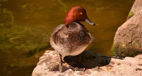 The Red Head Is A Medium Sized Diving Duck Stock Image Image Of