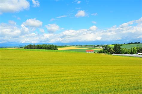 Plantation Fields At Countryside Of Biei Hokkaido Japan Stock Photo