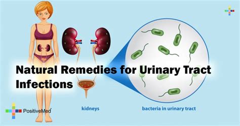 Natural Remedies For Urinary Tract Infections