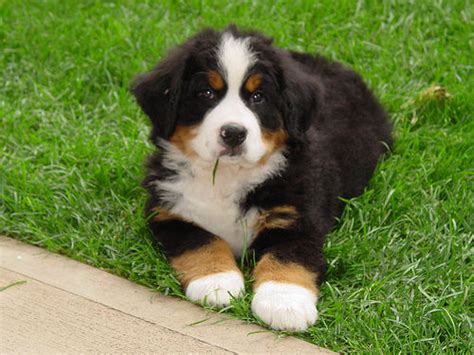 Puppy Dog Breeds Pictures