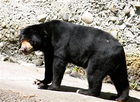 10 Incredible Sun Bear Facts Wiki Point